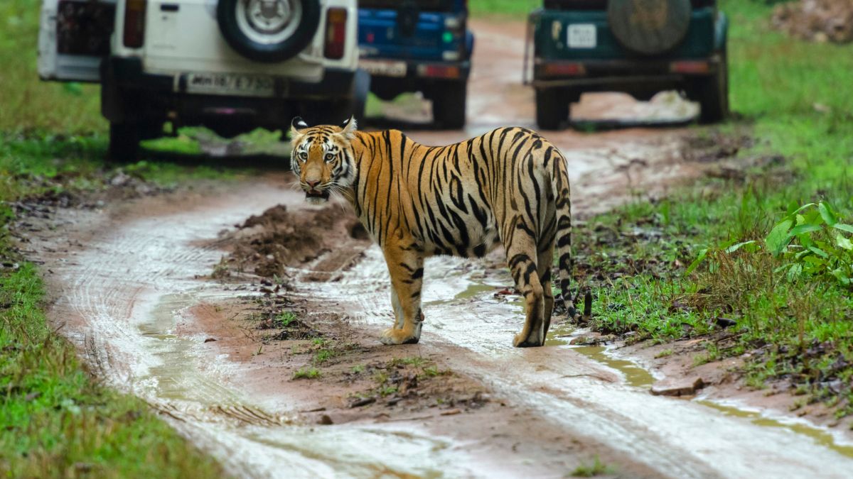 Tiger and Lion Safari at SGNP Mumbai Cycle trip guide helping riders at SGNP Mumbai